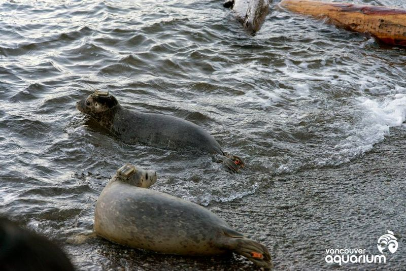 Illustration for article titled Loose Seals! Adorable Baby Seals Released